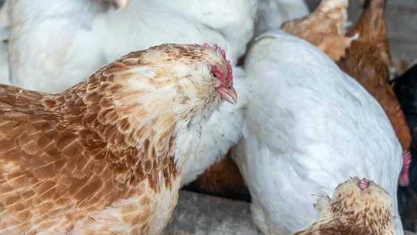 Kümes Hayvanları Tavuk Kümesindeki Tavuklar Yürüyüşe Çıktılar Şaşkınlıkla Izlediler — Stok fotoğraf