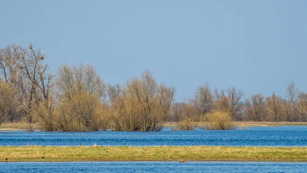 Dalgalanan sular altında kalan ağaçlar. Sudaki ağaçlar. Beyaz Rusya 'nın Turov kenti yakınlarındaki Pripyat Nehri' nin taşmasıyla manzara.