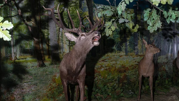 Cervos Recheados Com Pernas Longas Chifres Taxidermia Veado Recheado Buck — Fotografia de Stock