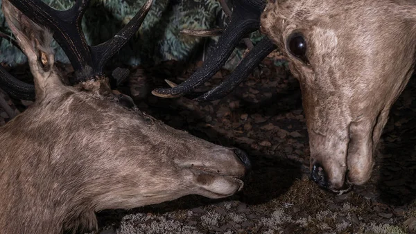 Ausgestopfte Hirsche Mit Langen Beinen Und Hörnern Präparierte Rehböcke Tierkonzept — Stockfoto