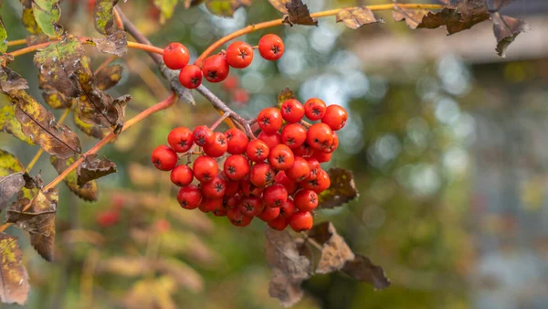 Bayas Rowan Una Rama Cosecha Otoño Primeros Planos Bayas Rojas —  Fotos de Stock