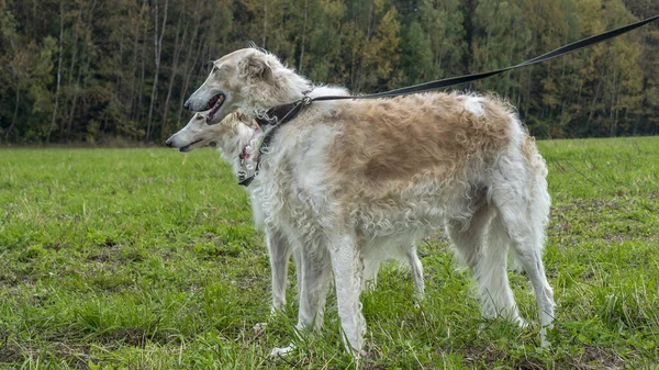 Galgos Russos Natureza Cão Borzoi Russo Está Contra Pano Fundo — Fotografia de Stock