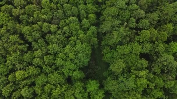 Letecký Výhled Shora Dolů Úzkokolejnou Železniční Trať Lese Kde Železničním — Stock video