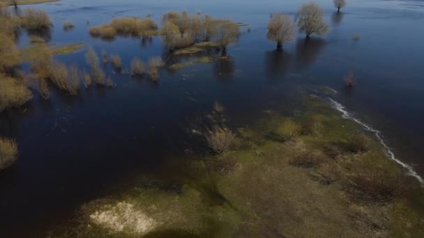 Затоплені Дерева Період Високої Води Дерева Воді Пейзаж Весняною Повінню — стокове відео