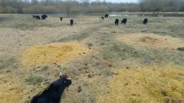 Dzikie Krowy Nagim Pastwisku Wiosną Krowy Pasą Się Dzikich Pastwiskach — Wideo stockowe
