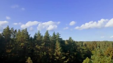 Bulutlu mavi gökyüzü ve güzel yeşil kozalaklı ağaçlar. İHA 'yı ağaçların arasından indiriyorum. Doğa konsepti.