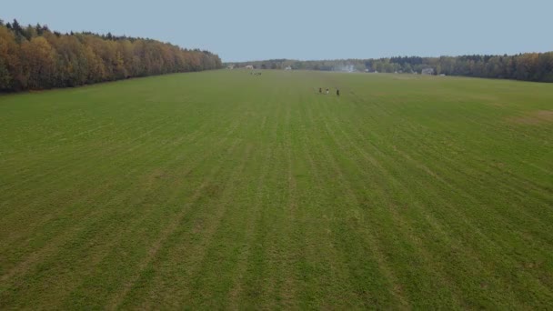 Widok Lotu Ptaka Grupowych Jeźdźców Klasycznych Kostiumach Jeżdżących Konno Łące — Wideo stockowe