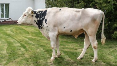 Çiftlikteki kabile boğası. Beyaz boğa Holstein 'in gösteri standındaki bir prodüktörüdür. Çiftlik işi kavramı.