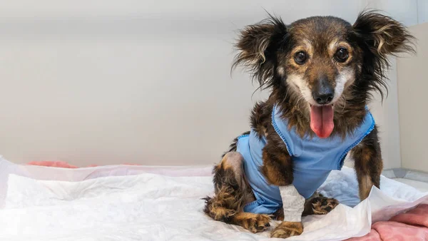 Bandajlı pençeli komik bir köpek veteriner kliniğinde beyaz bir masada oturuyor. Hayvan sağlığı kavramı.