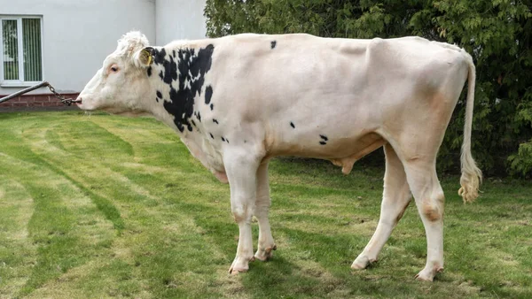 Tribal Bull on the farm. The white bull is a producer of the Holstein breed in the exhibition stand. Farm business concept.