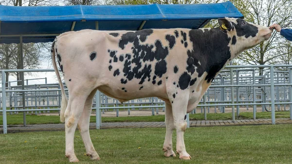 Tribal Bull on the farm. The white bull is a producer of the Holstein breed in the exhibition stand. Farm business concept.