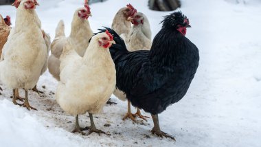 Bir grup beyaz renkli leghorn ve siyah horoz kırsal alanda kış mevsiminde arka planda beyaz karlı tavuk yumurtlayarak melezlenir. Tavuk çiftliği kavramı.