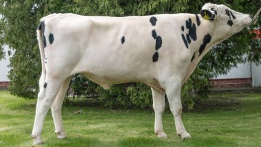 Gösteri rafındaki boğa yapımcısı. Tarım kataloğu için resimler. İneklerin döllenmesi için sperm üretimi. Tarım sektörü kavramı.