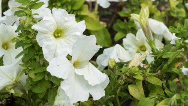 Caddedeki sardunya pelargonyum çiçeklerinin yakın plan görüntüsü.