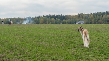Rus tazıları doğada. Rus borzoi köpeği sonbahar doğasının arka planına karşı duruyor. Hayvan konsepti.