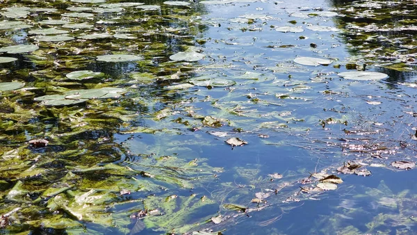 Grupo Plantas Acuáticas Verdes Río Lirios Agua Algas Río — Foto de Stock