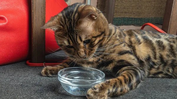 Bengalisk Katt Leker Med Vatten Skålen — Stockfoto