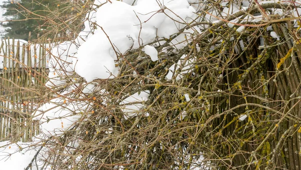 Gebüsche Die Winter Bei Schneefall Einem Zaun Mit Schnee Bedeckt — Stockfoto