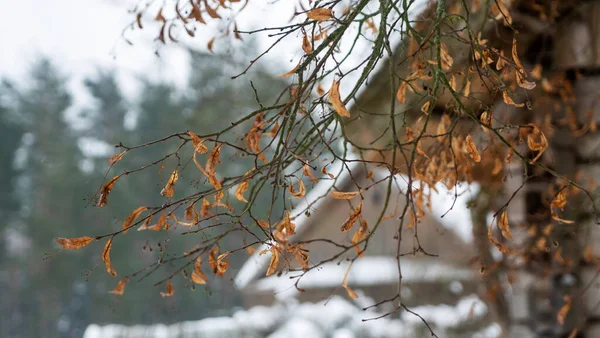 Gelbe Blätter Des Baumes Mit Schnee Bedeckt Auf Rustikalem Haus — Stockfoto