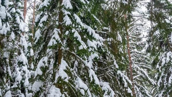 Winterwald Schnee Auf Den Ästen Der Bäume Frostige Luft Park — Stockfoto