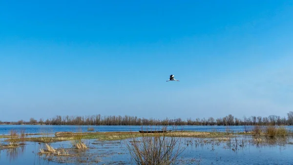 青い空を背景に白いコウノトリが飛んでいる — ストック写真