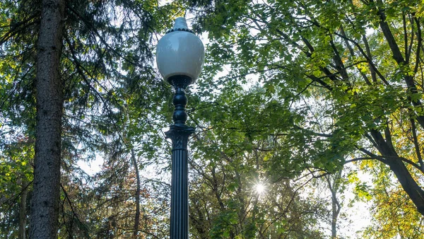 Straatlantaarn Achtergrond Van Zomerbladeren Zonneschijn Straatlamp Wordt Overdag Het Park — Stockfoto