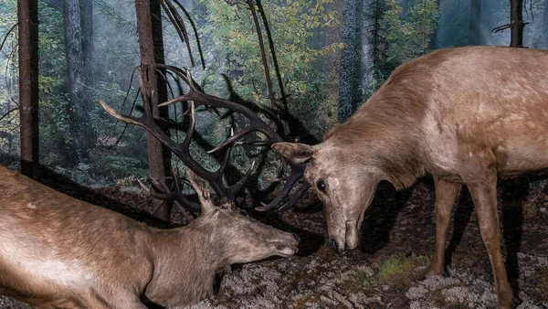 Cervos Recheados Com Pernas Longas Chifres Taxidermia Veado Recheado Buck — Fotografia de Stock