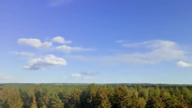 Bulutlu mavi gökyüzü ve güzel yeşil kozalaklı ağaçlar. İHA 'yı ağaçların arasından indiriyorum. Doğa konsepti.