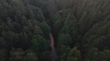 Akşamları nehrin aşağısındaki ormanda. Suyun üstünde alacakaranlık. Doğa konsepti.