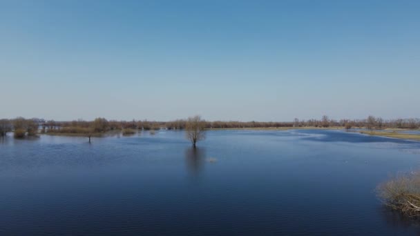 Затопленные Деревья Период Высокой Воды Деревья Воде Пейзаж Весенним Затоплением — стоковое видео