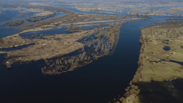高い水の期間中に洪水の木 水の中の木 ベラルーシのトゥロフ近くのプリピャト川の春の洪水の風景 — ストック動画