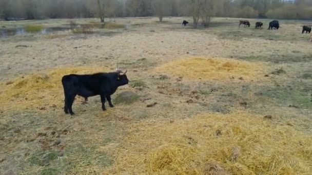 Wild Cows Naked Pasture Spring Cows Graze Wild Pasture Dry — Stock Video