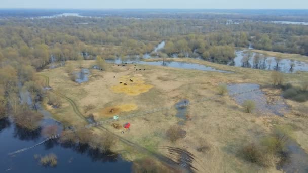 Herd Van Wilde Koeien Een Weiland Verdomde Vechtpartijen Natuur Het — Stockvideo