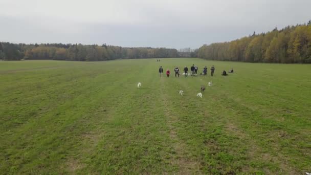 Natürlich Luftaufnahme Von Hunden Jagt Köder Feld Hundesportkonzept Haustiere Der — Stockvideo