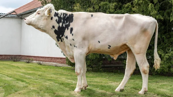 Tribal Bull on the farm. The white bull is a producer of the Holstein breed in the exhibition stand. Farm business concept.