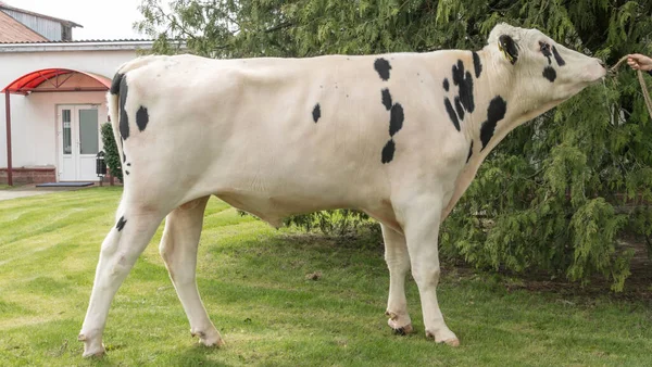 Tribal Bull on the farm. The white bull is a producer of the Holstein breed in the exhibition stand. Farm business concept.