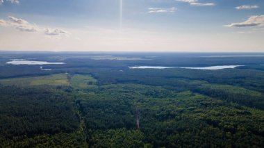 Havadan çekilmiş canlı yeşil ağaç tepe örtüsü doğal orman arka planı. Yukarıdan çam ormanı manzarası.