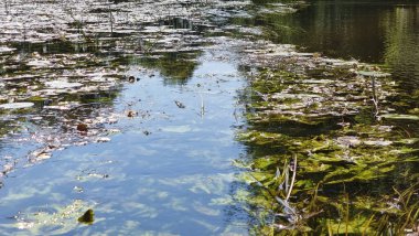 Nehirdeki bir grup yeşil su bitkisi. Nehirde su zambakları ve ördek yosunu.