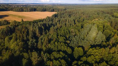 Yüksekten çam ormanı. Uçağı yemyeşil bir çam ormanının üzerinde..