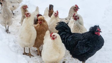 Bir grup güzel yerli beyaz tavuk ve siyah horoz karlı bir kış gününde karda yürüyorlar. Tavuk çiftliği kavramı.