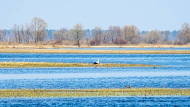 Leylek nehirde avlanıyor. Metin için kopyalama alanı olan arkaplan.