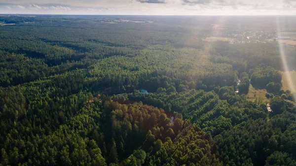 Bosque Pinos Desde Una Altura Vista Aérea Del Dron Sobre — Foto de Stock