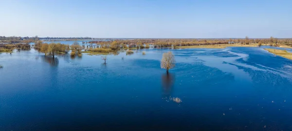 Затопленные Деревья Период Высокой Воды Деревья Воде Пейзаж Весенним Затоплением — стоковое фото