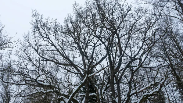 Roble Cubierto Nieve Profundo Bosque Invernal Árboles Sin Hojas Suelo — Foto de Stock