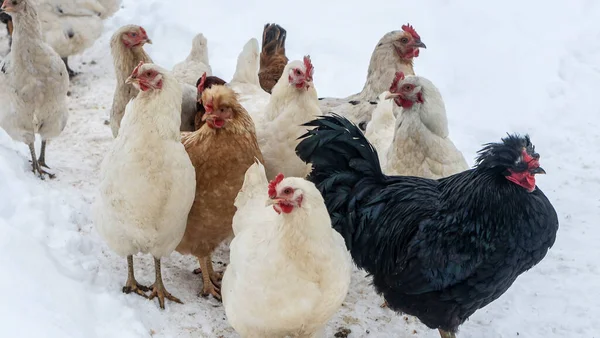 Bir grup güzel yerli beyaz tavuk ve siyah horoz karlı bir kış gününde karda yürüyorlar. Tavuk çiftliği kavramı.