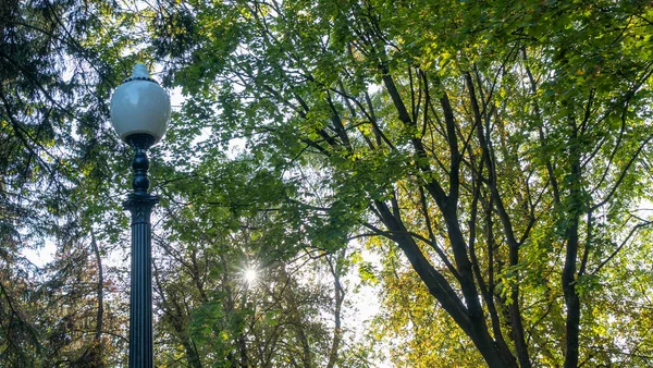 Lanterna Rua Fundo Folhagem Verão Luz Sol Lâmpada Rua Desligada — Fotografia de Stock