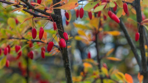 Mogna Röda Höstbjörnbär Rosenbuske Foto Buskar Nypon Naturen Solig Höstdag — Stockfoto