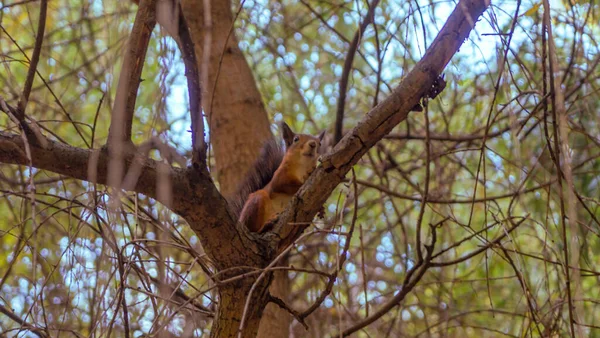 自然公園でかわいい若い赤いリス 非常にかわいい動物は その周囲について面白い 面白い探しています 自然環境の中で赤いリス ジャンプや木登り走ったり食べたり — ストック写真