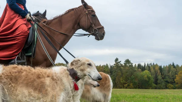 Όμορφη Ρωσική Borzoi Λαγωνικό Σκυλιά Άλογο Γκρο Πλαν Άποψη Των — Φωτογραφία Αρχείου
