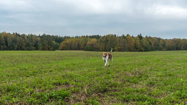 Beagle Hund Utomhus Aktiv Spelar Gräsmattan Gräs Jakt Hund Ras — Stockfoto